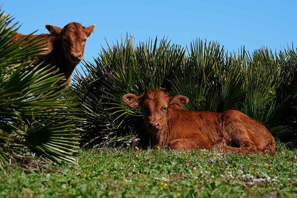Calves often seen in El Palmar Andalusia