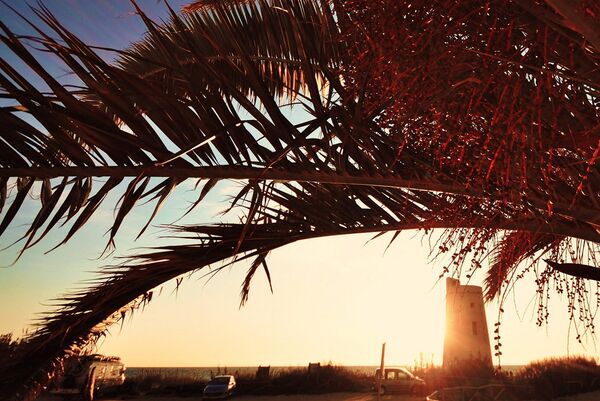 Palm trees and sunset in El Palmar Andalusia