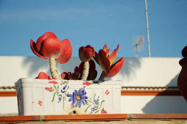 Typical flowers in El Palmar Andalusia