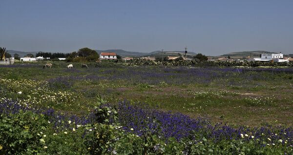 flower meadow at a frame surfcamp andalusia