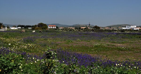 Meadows, fields and flowers in El Palmar Andalusia