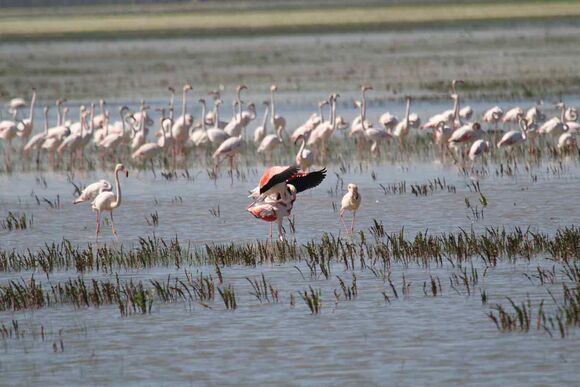 Flamingos im Donana Nationalpark gehören zu den Sehenswürdigkeiten Andalusien
